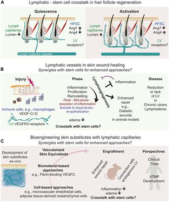 Translational frontiers: insight from lymphatics in skin regeneration